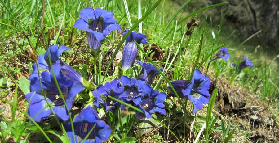 Circular hike for the more experienced: Oberkirn-Stafell-Assen Hut-Videgg