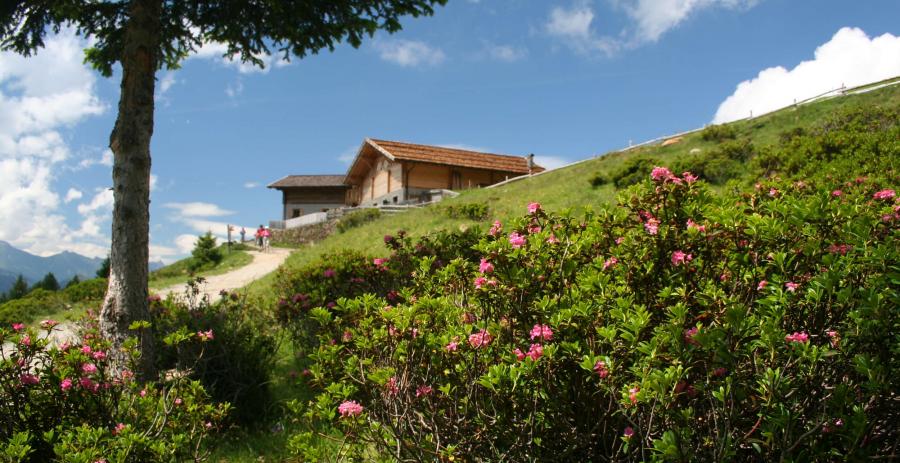 Zu den Hütten auf die Tallner Alm: Hirzer Hütte, Resegger Alm und Tallner Alm Kaser