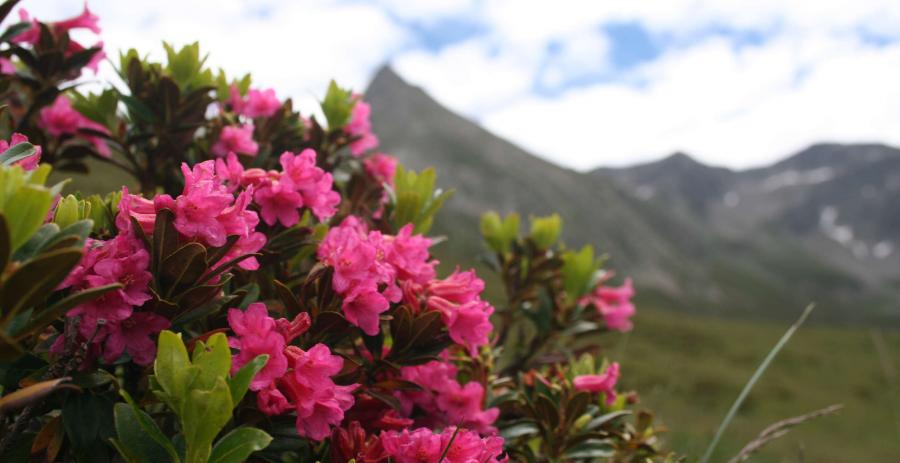Zur Almrosenblüte nach Rotmoos